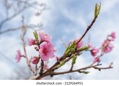 Pink Peach Flowers Blooming on Peach Tree in Blue Sky Background, selective focus
