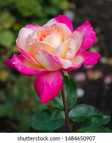 A pink and peach hybrid tea rose called Circus Knie