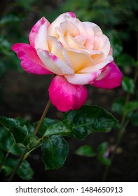 A pink and peach hybrid tea rose called Circus Knie