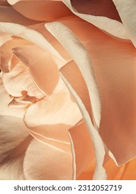 Pink Peach Rose Closeup of Petals - Shutterstock ID 2312052719