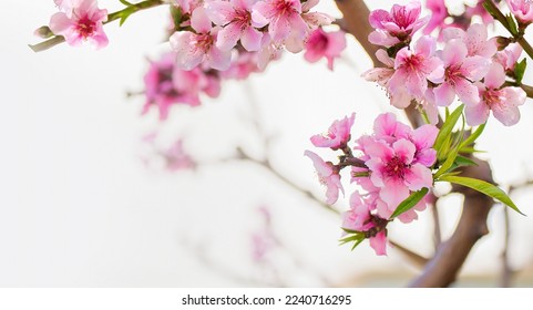 Pink peach tree flowers close-up. Delicate light natural spring background with peach blossoms. - Shutterstock ID 2240716295