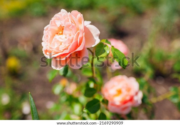 Pink peachy\
rose Elizabeth Stuart blooming in summer garden. Massad french\
selection roses flowers.\
Landscaping