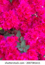 Pink Peacock Flower Bright Background. Hot Pink Floral Texture.  Magenta Color. Fuscia.