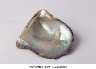 Pink Pearl Oyster Shell
