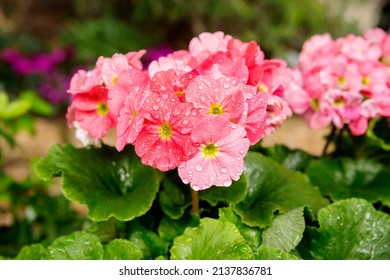 Pink Pelargonium (geranium).
 This Is One Of The Most Common And Favorite Indoor And Balcony Plants, Often Incorrectly Called Geranium.