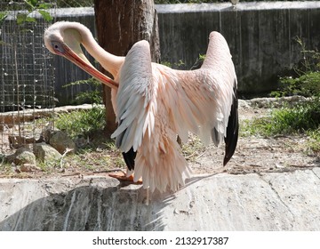 pink pelican (Pelicans onocrotalus) also known as the eastern white, rosy or white pelican is a bird in the pelican family. Pelicans standing different poses. on blur background
