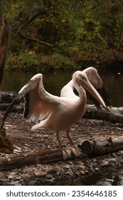 Pink pelicans resting on the shore. Posing for a photo. Wild park. Contact with animals.