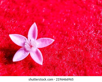 Pink Pentas Lanceolata Flower On A Red Carpet. 