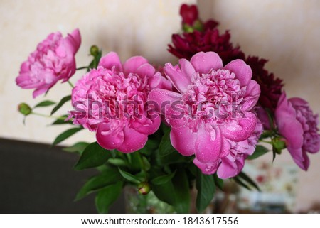 Pink peonies bouquet backlight macro 