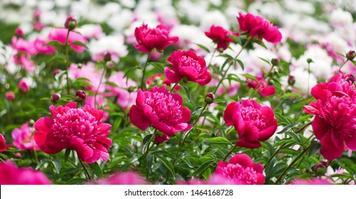 Pink Peonies Flower Bloom On Background Of Blurry White Peonies In Peonies Garden. 