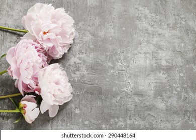 Pink Peonies Isolated On Grey Background, Copy Space