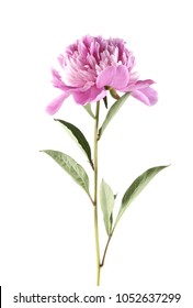 pink peonies isolated on white background