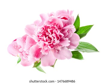 Pink peonies isolated on white