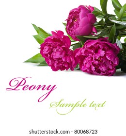 Pink peonies on the white background with space for text. Isolated