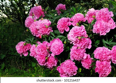 Pink Peony Bush