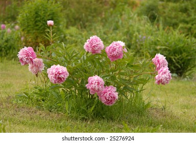 Pink Peony Bush On A Green Background