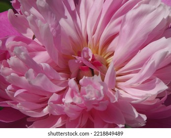 Pink Peony With Delicate Petals In The Garden. Blooming Peony, Pink Flower Macro. Shallow Depth Of Field.