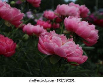 Pink Peony Field In Ornamental Garden