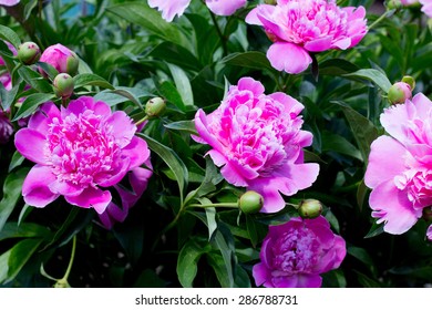 Pink Peony Flower Bush In Full Bloom