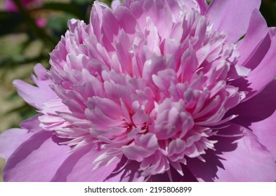 Pink Peony Flower Close Up