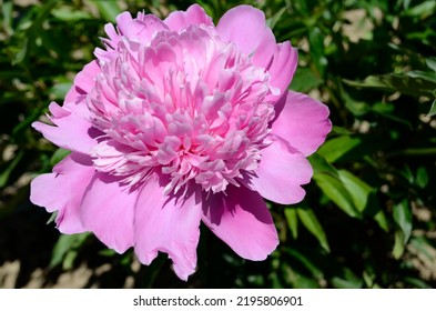 Pink Peony Flower Close Up