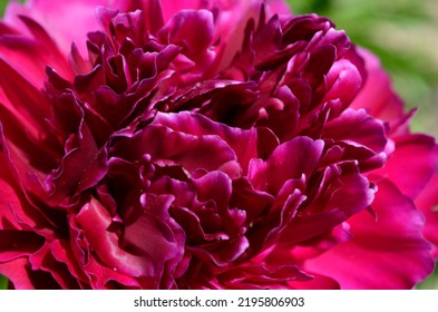 Pink Peony Flower Close Up