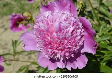 Pink Peony Flower Close Up