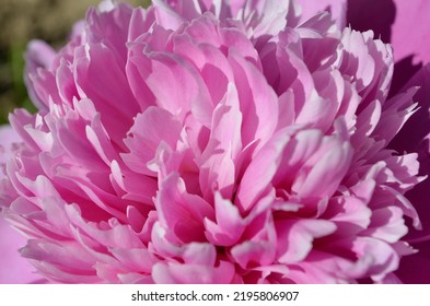 Pink Peony Flower Close Up