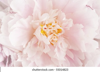 pink peony flower - close-up