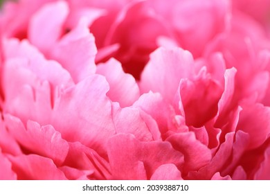 牡丹花线条stock Photos Images Photography Shutterstock