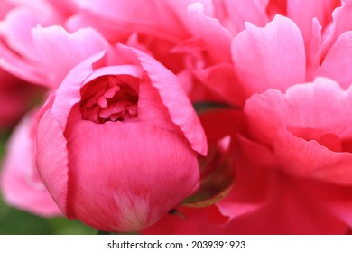 牡丹花线条stock Photos Images Photography Shutterstock