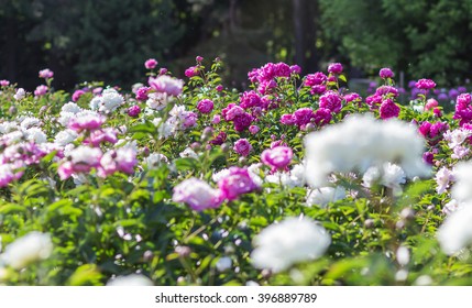 Pink Peony Flower Field In A Botanical Garden