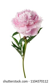 Pink Peony Flower Isolated On White