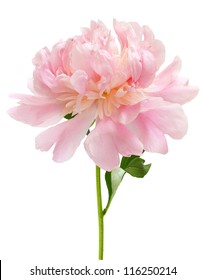 Pink Peony Flower Isolated On White