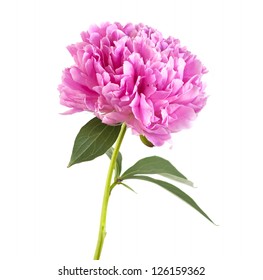 Pink Peony Flower Isolated On White