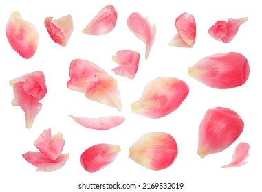 Pink Peony Flower Isolated On White Background . Pattern. . Beautiful Peony Bud Top View. Flat Lay. Creative Layout
