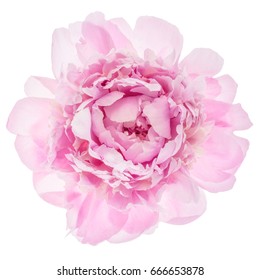 33,638 Peony Top View Images, Stock Photos & Vectors 