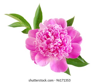 Pink Peony Flower Isolated On White