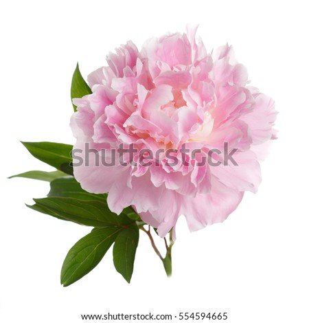 Pink peony flower with leaves isolated on white background.