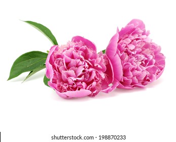 Pink peony flower on a white background