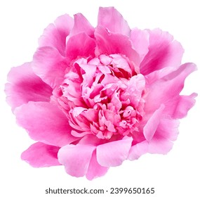 Pink peony flower  on white isolated background with clipping path. Closeup. For design. Nature.  - Powered by Shutterstock