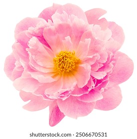 Pink peony  flower  on white isolated background with clipping path. Closeup. For design. Nature.  - Powered by Shutterstock