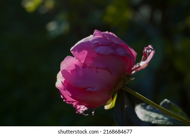 Pink Peony Flower In The Rays Of The Setting Sun, Background Blurred