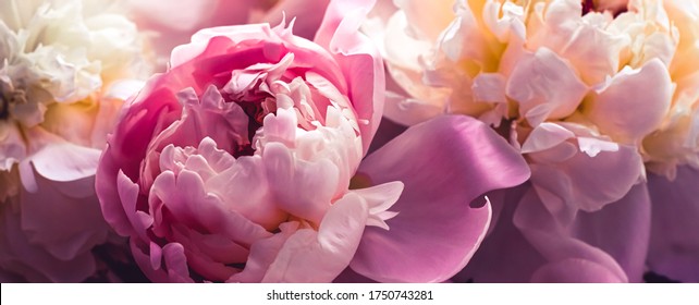 Pink Peony Flowers As Floral Art Background, Botanical Flatlay And Luxury Branding Design