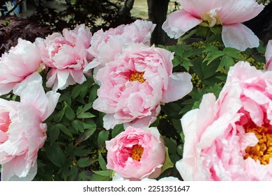 Pink peony flowers in the garden - Shutterstock ID 2251351647