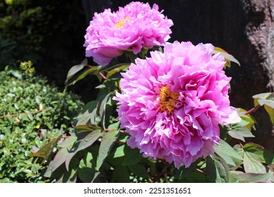 Pink peony flowers in the garden - Shutterstock ID 2251351651