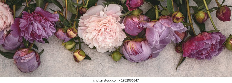 Pink Peony flowers on grey wall background. Fashion floral backdrop, banner. Vintage toned