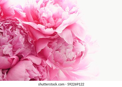 Pink peony flowers. Selective focus.