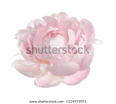 pink peony isolate on white