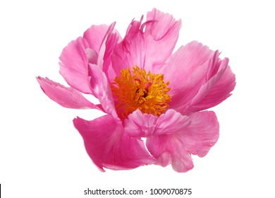 Pink Peony Isolated On White Background.